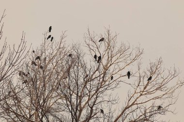 Gün batımında çıplak kış ağaçlarında tüneyen kargaların sinematik çekimi, doğa, vahşi yaşam, Cadılar Bayramı, gizem, mevsimsel arka plan ve hikaye anlatma için sıcak bir gökyüzüne karşı dramatik siluetler oluşturuyor..
