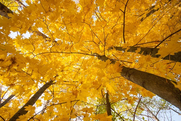 Herbst Ahorn Blätter fallen — Stockfoto