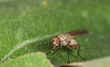 Makro sinek portresi