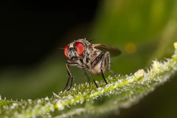 Makrofliege im Porträt — Stockfoto