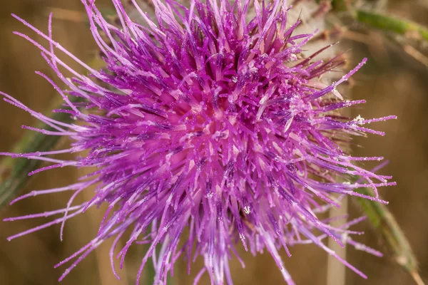 Macro view of a thistle flower — Stock Photo, Image
