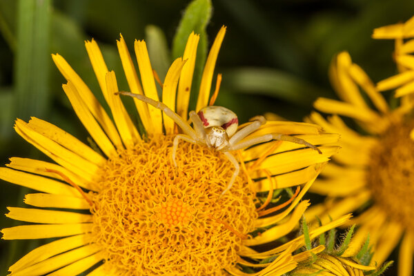 Crab spider on yellow flower macro