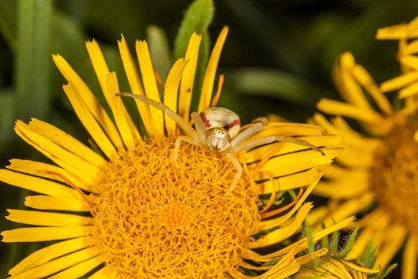 Krab pająk na żółty kwiat makro Obrazek Stockowy