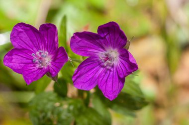 Sardunya sylvaticum - Woodland Sardunya