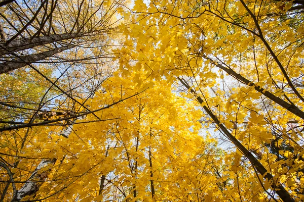 Érable d'automne contre le ciel bleu — Photo