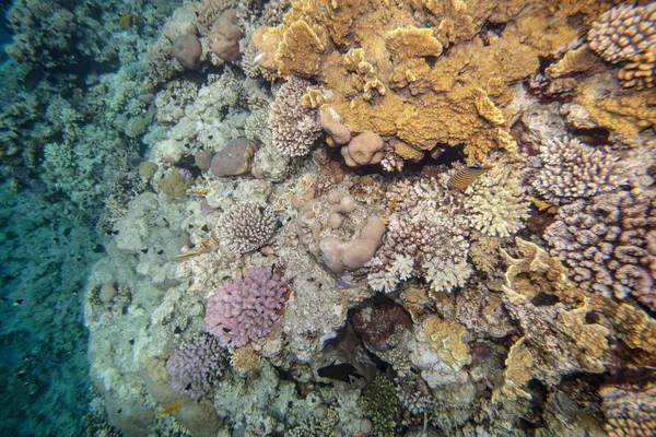 红海珊瑚礁 — 图库照片