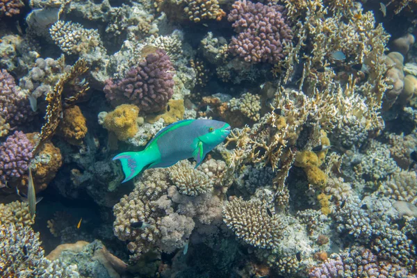Orta boy yeşil scarus balık — Stok fotoğraf
