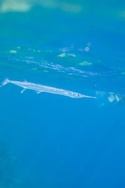Рыба-игла под водой в красном море во время плавания с маской — стоковое фото