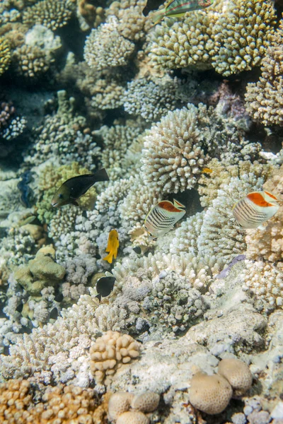 Peces de arrecife de coral marino rojo — Foto de Stock