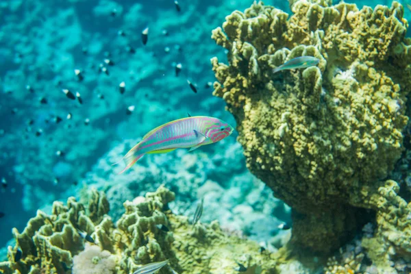 Arrecife de coral rojo — Foto de Stock