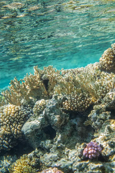 Red sea coral reef — Stock Photo, Image