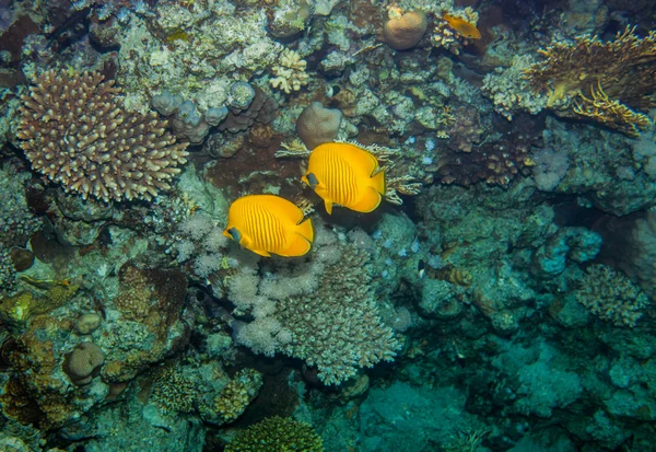 İki butterflyfish — Stok fotoğraf