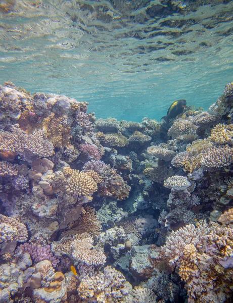 Récif corallien de mer rouge — Photo