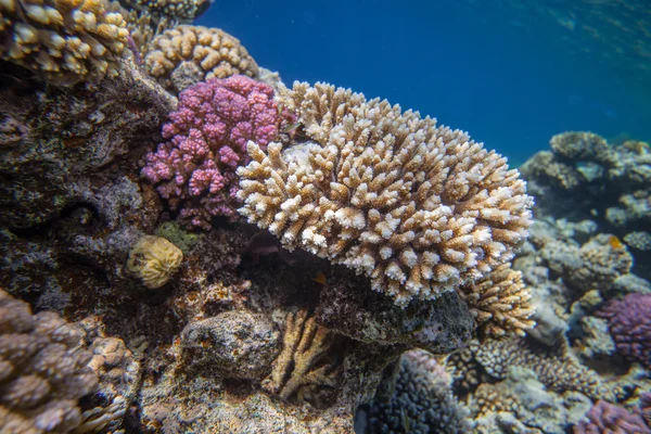 Red sea coral reef — Stock Photo, Image