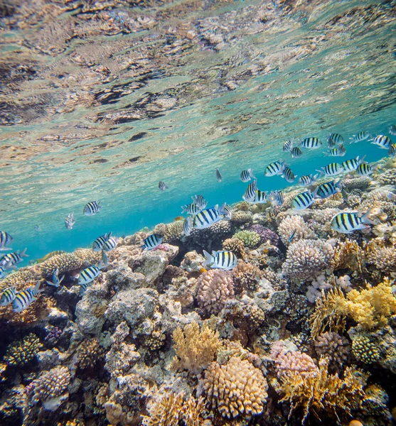 Red sea coral reef — Stock Photo, Image