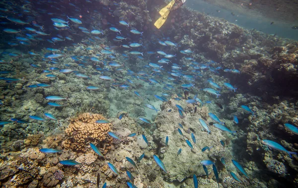 Cardume de peixes azuis — Fotografia de Stock
