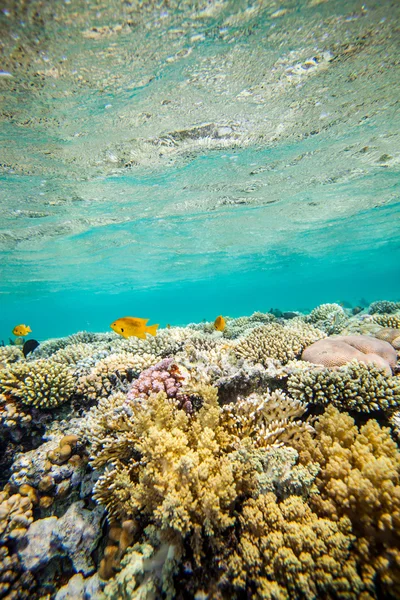 Red sea coral reef — Stock Photo, Image