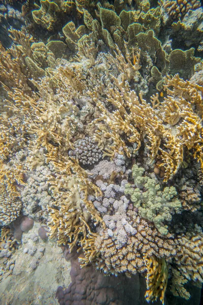 Red sea coral reef — Stock Photo, Image