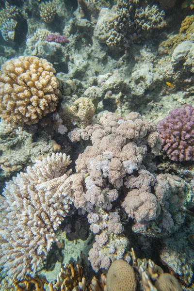 紅海のサンゴ礁 — ストック写真