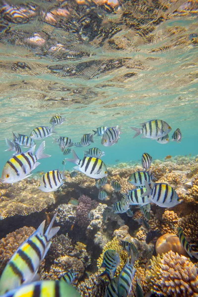 Red sea coral reef — Stock Photo, Image