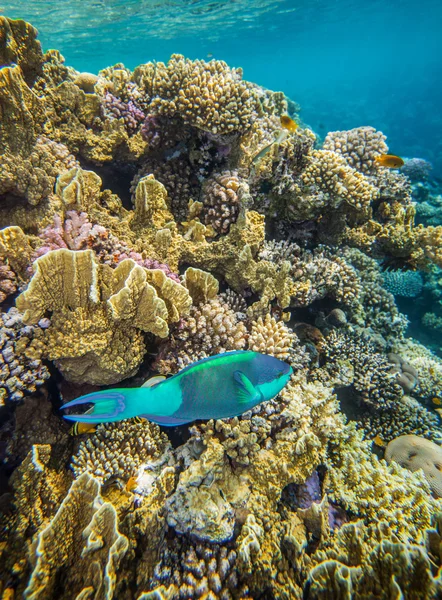 Orta boy yeşil scarus balık — Stok fotoğraf