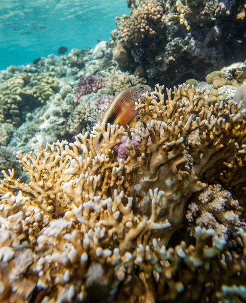 Red sea coral reef — Stock Photo, Image