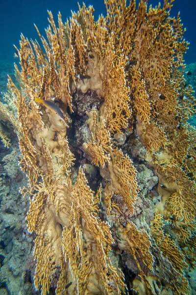 Récif corallien de mer rouge — Photo