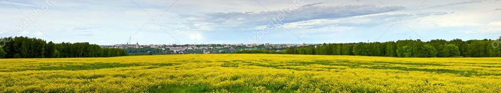 Panorama of mustard plants flowering along the field