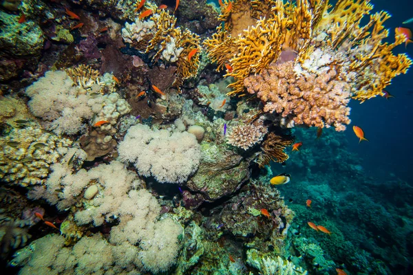 Red sea coral reef — Stock Photo, Image