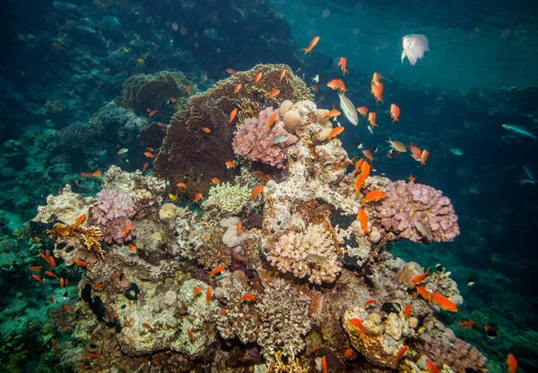 Red sea coral reef — Stock Photo, Image