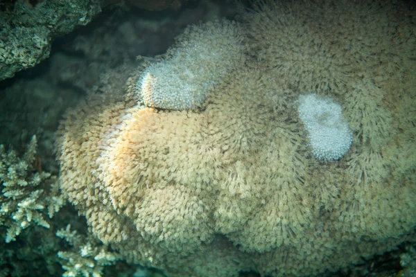 Paisagem subaquática de tapete de corais macios — Fotografia de Stock