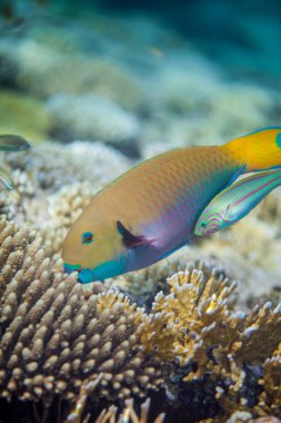 Büyük sarı scarus balık