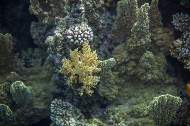 Kızıl Deniz resif ve sarı brokoli mercan