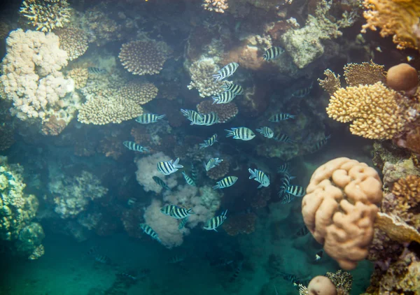 Rafa koralowa w Morzu Czerwonym Zdjęcie Stockowe