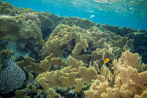 Mercan Kalesi — Stok fotoğraf