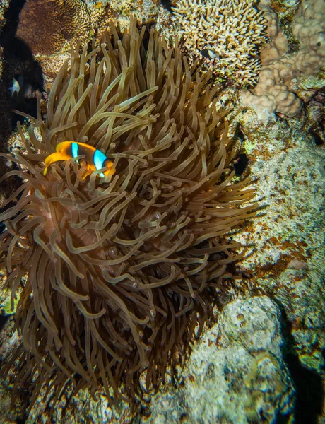 小丑鱼躲在其宿主海葵的触手 — 图库照片