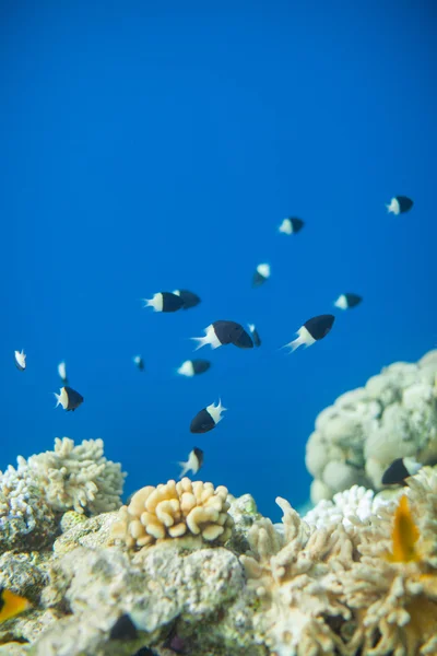 Ковдра димідіати Chromis — стокове фото