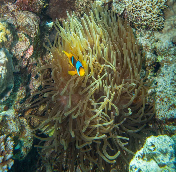 Anemoonvis verbergen in de tentakels van zijn gastheer anemone Rechtenvrije Stockafbeeldingen