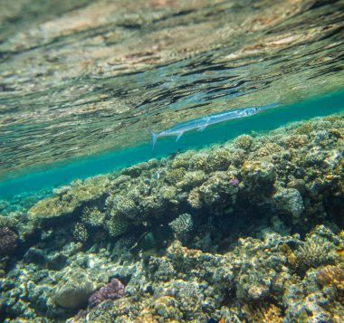 Needlefish, Tylosurus crocodilus