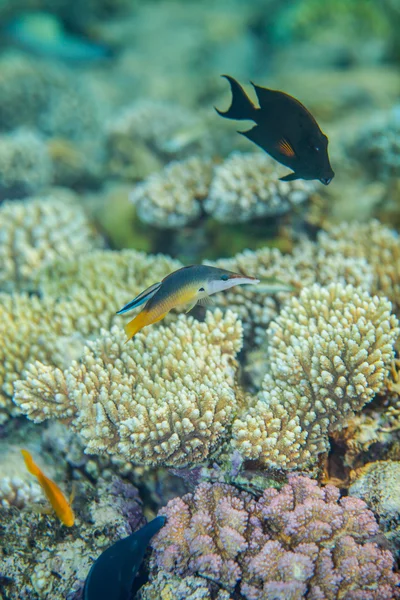 Kuş wrasse - gomphosus caeruleus — Stok fotoğraf