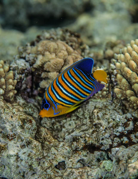 Regal angelfish - pygoplites diacanthus portrait — Stock Photo, Image