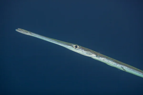 Retrato de cornetfish em vaso azul — Fotografia de Stock