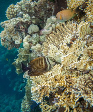 Sailfin tang - zebrasoma desjardinii