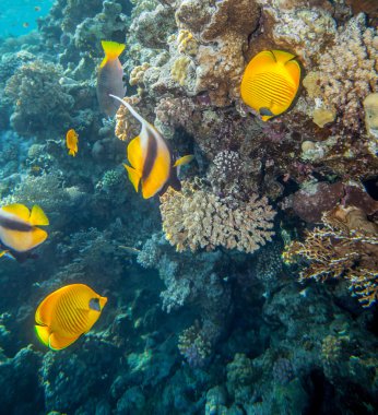 Butterflyfish okuma deniz