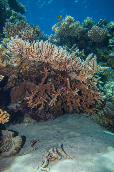 Red sea coral reef — Stock Photo, Image