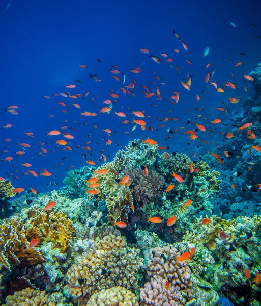 School van anthias - zee goldie Rechtenvrije Stockafbeeldingen