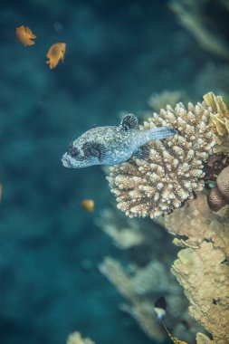 Maskeli pufferfish - Arothron diadematus