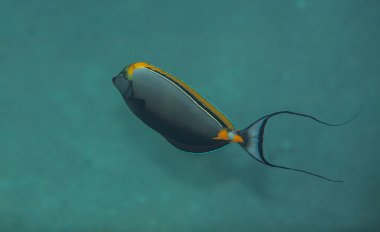 Orangespine unicornfish