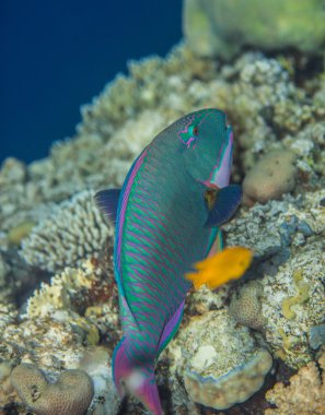 Bicolor papağan - Cetoscarus bicolor