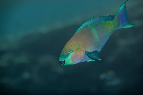 Mittelgroßer grüner Scarusfisch — Stockfoto